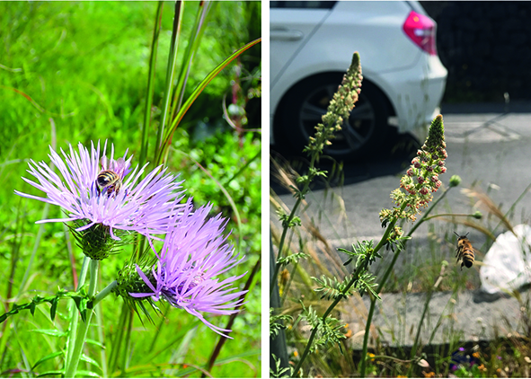 Flowers with visiting bees: (on the left) ‘Galactites tomentosus’; (on the right) ‘Reseda alba’ – both annual forbs of the ‘Chenopodietea’, weed segetal and ruderal community typical of man-made habitats (credits: C. Catalano, 2023). AGATHÓN 13 | 2023