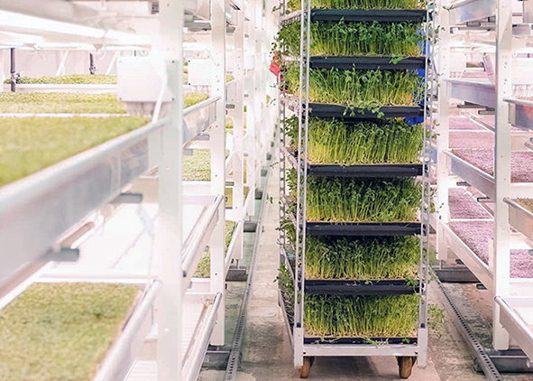 A successful Zero-acreage Farming: salad crops in London underground tunnels (credit: growing-underground.com). AGATHÓN 08 | 2020