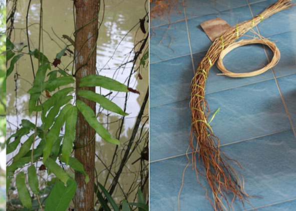 ‘Yan-lipao’ (‘Lygodium flexuosum’) is a natural ma¬terial traditionally used in Southern Thailand for woven craft production (credit: the Author, 2020).  AGATHÓN 19 | 2026